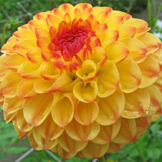 Jiřina 'Ball Sunny Boy' - Dahlia 'Ball Sunny Boy'