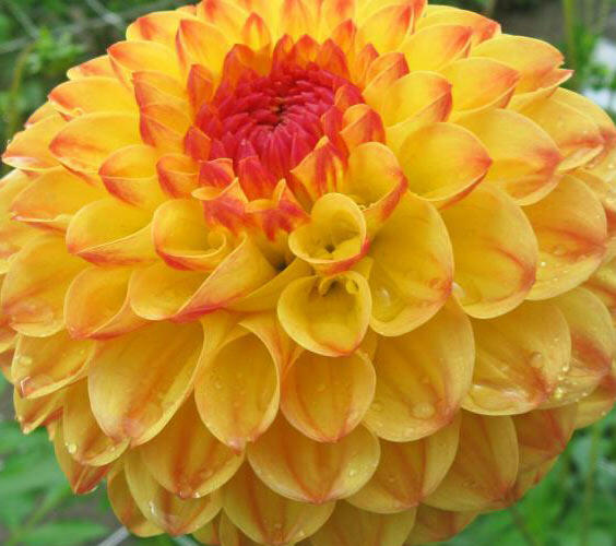 Jiřina 'Ball Sunny Boy' - Dahlia 'Ball Sunny Boy'