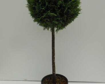 Cypřišovec Leylandův - 1 koule na kmínku