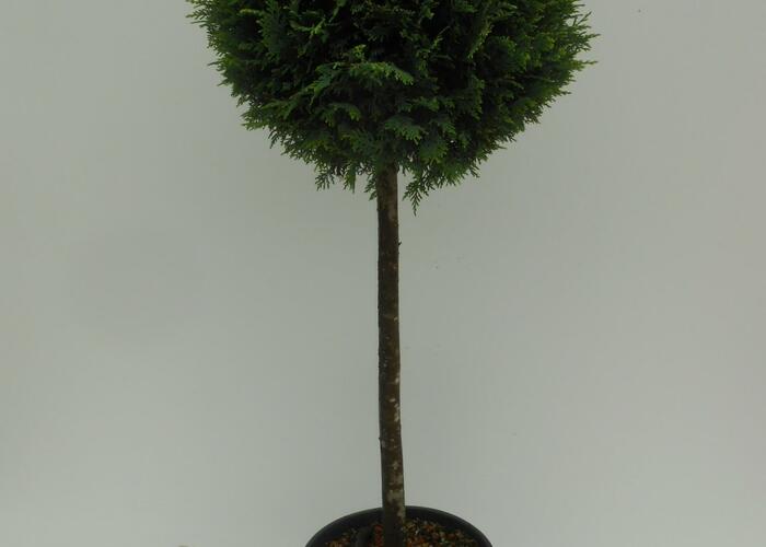Cypřišovec Leylandův - 1 koule na kmínku - Cupressocyparis leylandii - 1 koule na kmínku