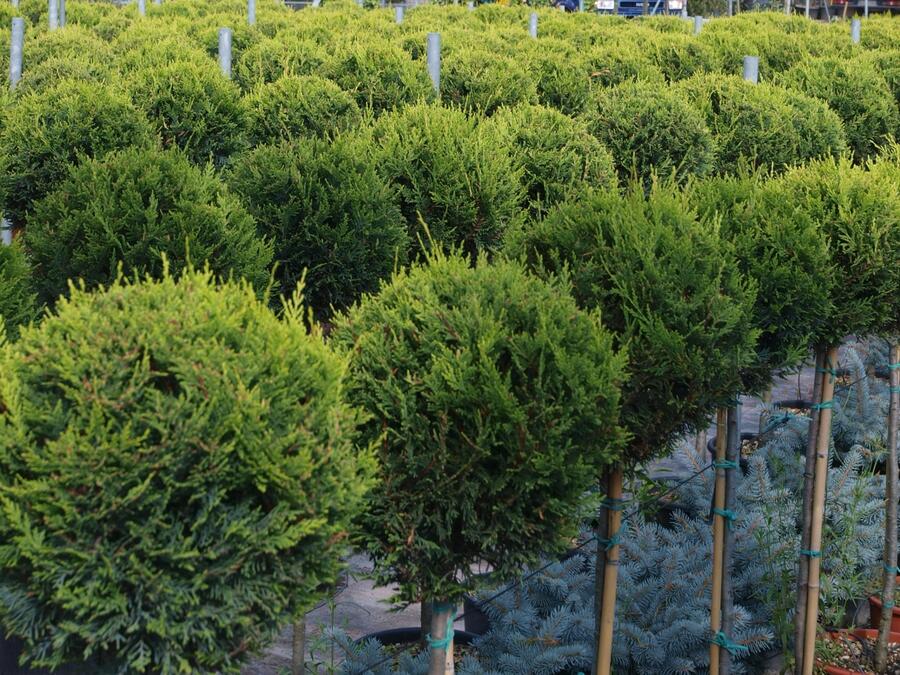 Cypřišovec Leylandův - 1 koule na kmínku - Cupressocyparis leylandii - 1 koule na kmínku