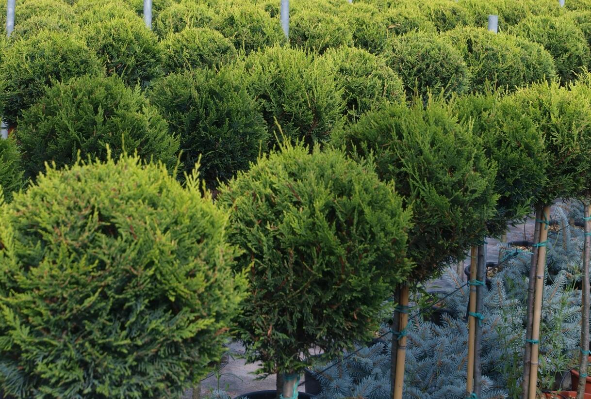 Cypřišovec Leylandův - 1 koule na kmínku - Cupressocyparis leylandii - 1 koule na kmínku