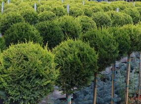 Cypřišovec Leylandův - 1 koule na kmínku - Cupressocyparis leylandii - 1 koule na kmínku