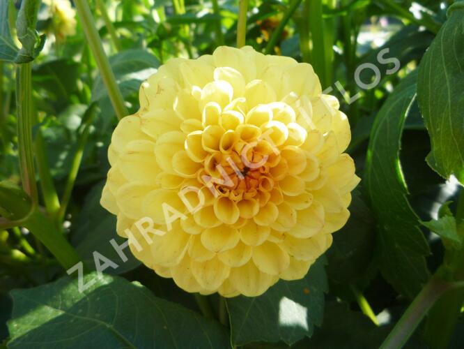 Jiřina 'Pompon Yellow' - Dahlia 'Pompon Yellow'