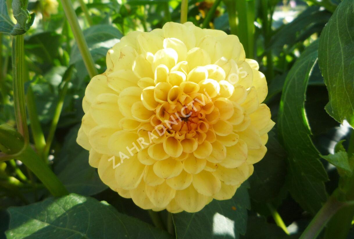 Jiřina 'Pompon Yellow' - Dahlia 'Pompon Yellow'