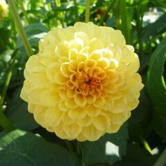 Jiřina 'Pompon Yellow' - Dahlia 'Pompon Yellow'