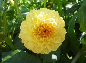 Jiřina 'Pompon Yellow' - Dahlia 'Pompon Yellow'