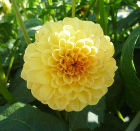 Jiřina 'Pompon Yellow' - Dahlia 'Pompon Yellow'