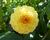 Jiřina 'Pompon Yellow'