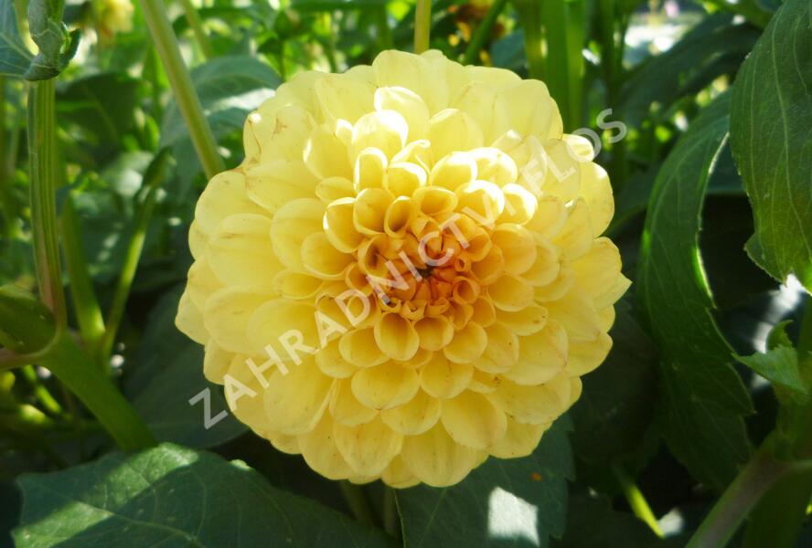 Jiřina 'Pompon Yellow' - Dahlia 'Pompon Yellow'