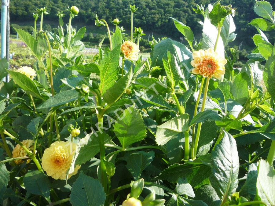 Jiřina 'Pompon Yellow' - Dahlia 'Pompon Yellow'