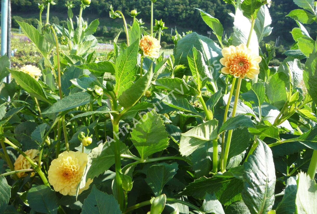 Jiřina 'Pompon Yellow' - Dahlia 'Pompon Yellow'