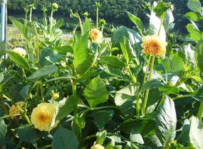 Jiřina 'Pompon Yellow' - Dahlia 'Pompon Yellow'