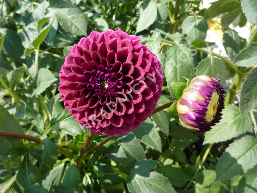 Jiřina 'Ball Purple' - Dahlia 'Ball Purple'