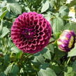 Jiřina 'Ball Purple' - Dahlia 'Ball Purple'