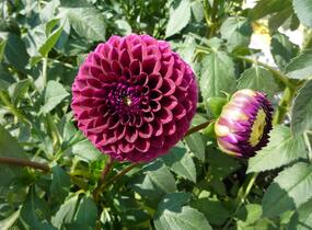 Jiřina 'Ball Purple' - Dahlia 'Ball Purple'