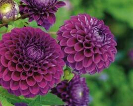Jiřina 'Ball Purple'