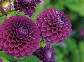 Jiřina 'Ball Purple' - Dahlia 'Ball Purple'