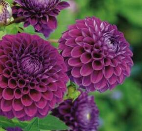 Jiřina 'Ball Purple' - Dahlia 'Ball Purple'