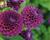 Jiřina 'Ball Purple'
