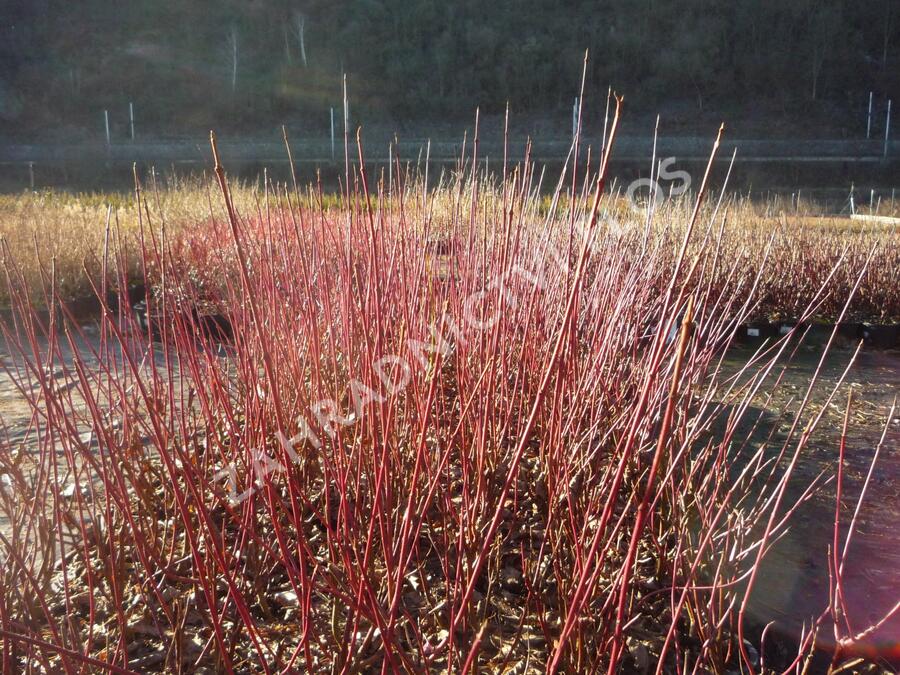 Svída 'Blue Cloud' - Cornus amomum 'Blue Cloud'