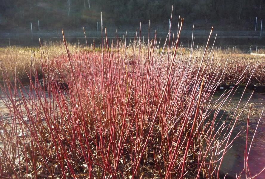 Svída 'Blue Cloud' - Cornus amomum 'Blue Cloud'
