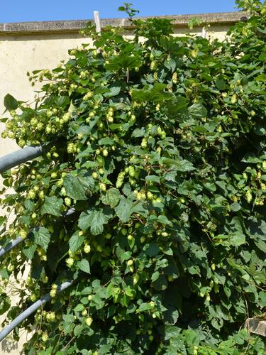 Chmel otáčivý - Humulus lupulus