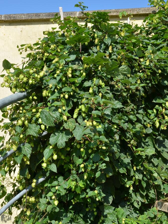 Chmel otáčivý - Humulus lupulus