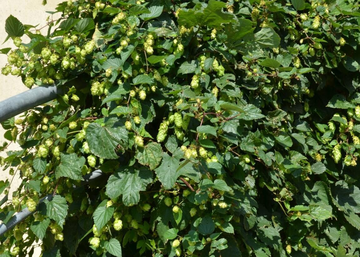 Chmel otáčivý - Humulus lupulus