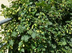 Chmel otáčivý - Humulus lupulus