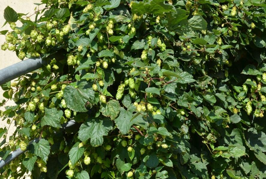 Chmel otáčivý - Humulus lupulus
