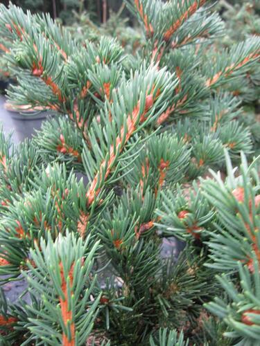 Smrk ztepilý 'Lombarts' - Picea abies 'Lombarts'