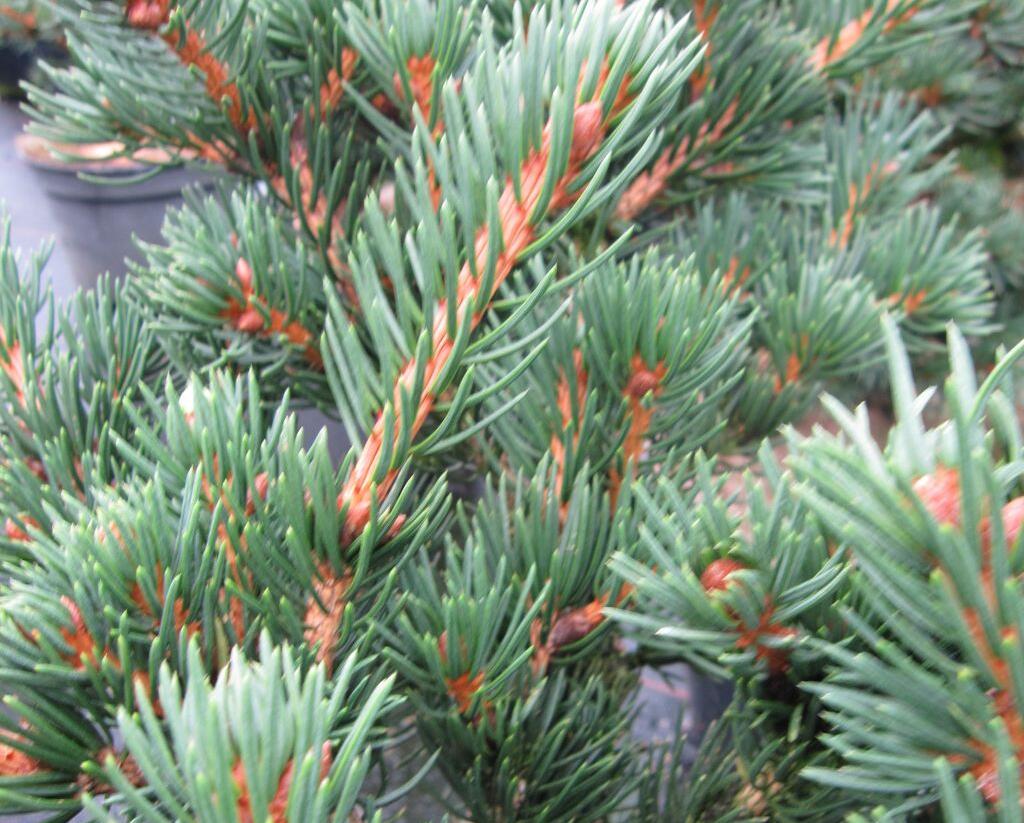 Smrk ztepilý 'Lombarts' - Picea abies 'Lombarts'