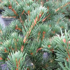 Smrk ztepilý 'Lombarts' - Picea abies 'Lombarts'