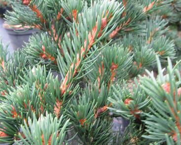 Smrk ztepilý 'Lombarts'