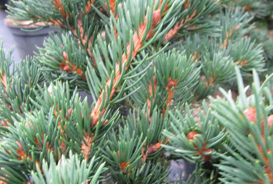 Smrk ztepilý 'Lombarts' - Picea abies 'Lombarts'