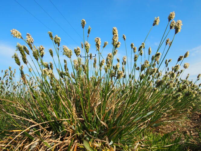 Tomka vonná - Anthoxanthum odoratum