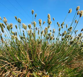 Tomka vonná - Anthoxanthum odoratum