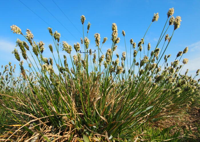 Tonka vonná - Anthoxanthum odoratum