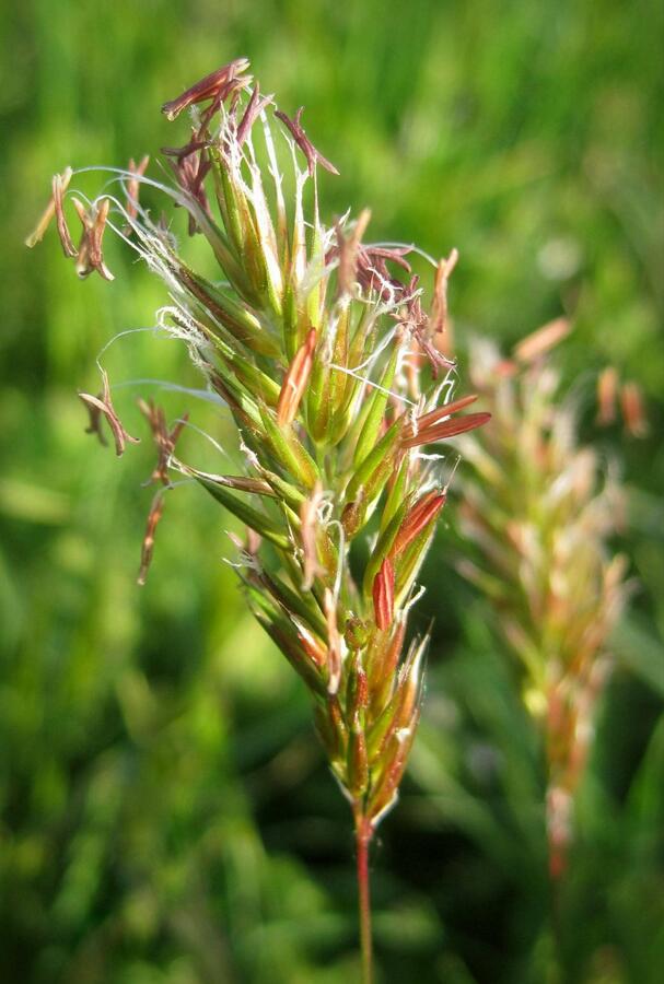 Tomka vonná - Anthoxanthum odoratum