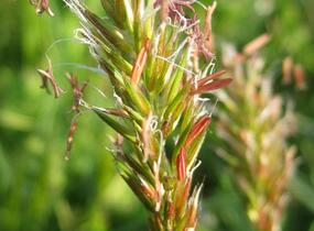 Tomka vonná - Anthoxanthum odoratum