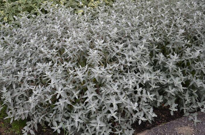 Ořechokřídlec clandonský 'Sterling Silver' - Caryopteris clandonensis 'Sterling Silver'