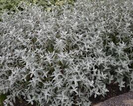 Ořechokřídlec clandonský 'Sterling Silver'