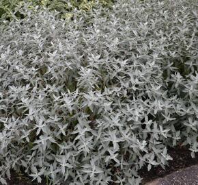 Ořechokřídlec clandonský 'Sterling Silver' - Caryopteris clandonensis 'Sterling Silver'