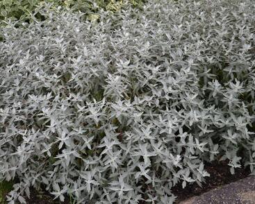 Ořechokřídlec clandonský 'Sterling Silver'