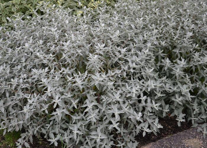 Ořechokřídlec clandonský 'Sterling Silver' - Caryopteris clandonensis 'Sterling Silver'