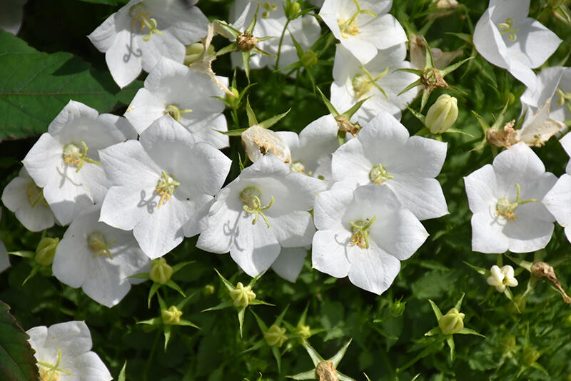 Zvonek karpatský 'Pristar White' - Campanula carpatica 'Pristar White'