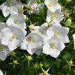 Zvonek karpatský 'Pristar White' - Campanula carpatica 'Pristar White'