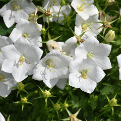 Zvonek karpatský 'Pristar White' - Campanula carpatica 'Pristar White'