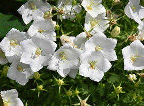 Zvonek karpatský 'Pristar White' - Campanula carpatica 'Pristar White'